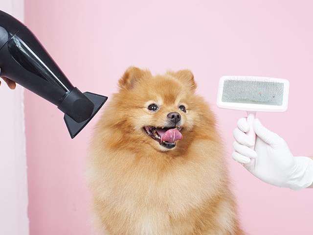 ポメラニアン
